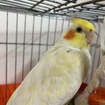 عروس هلندی مولد