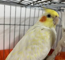 عروس هلندی مولد