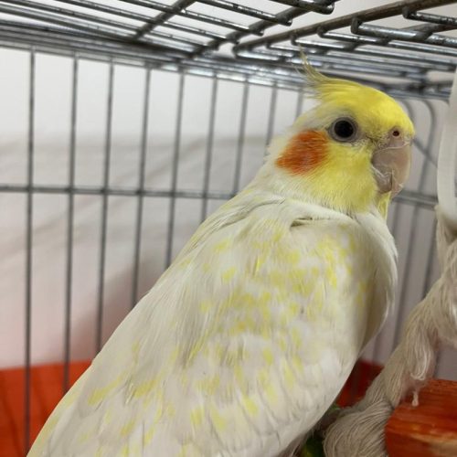 عروس هلندی مولد