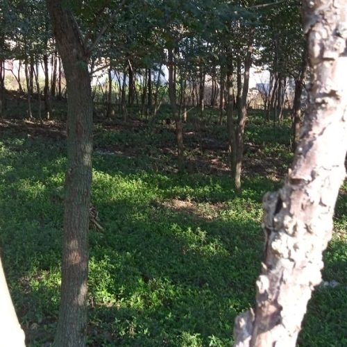 زمین 500 متری پلاک بندی شده
