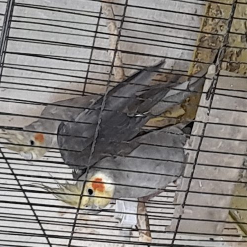 یک جفت عروس هلندی