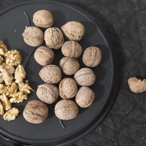 گردو درجه یک