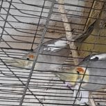 یک جفت عروس هلندی