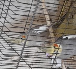 یک جفت عروس هلندی