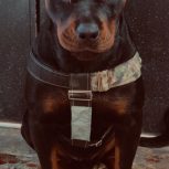 سگ روتوایلر