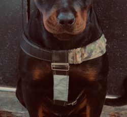 سگ روتوایلر