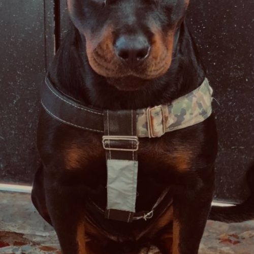 سگ روتوایلر