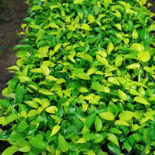 گل و گیاه حیاطی و آپارتمانی