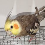 عروس هلندی نر سخنگو