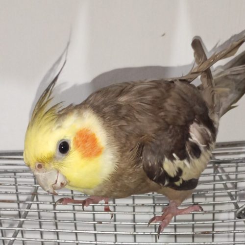 عروس هلندی نر سخنگو