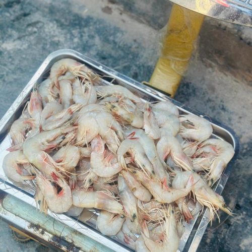 عرض مستقیم ماهی ازبندر عباس .با .مدیریت اقای ابوذری.