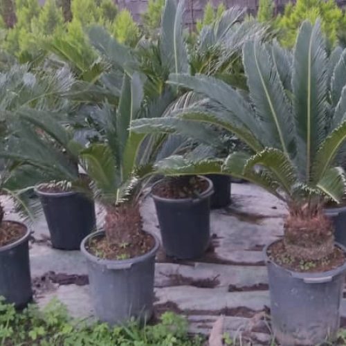 گل و گیاه حیاطی و آپارتمانی