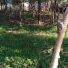 زمین 500 متری پلاک بندی شده