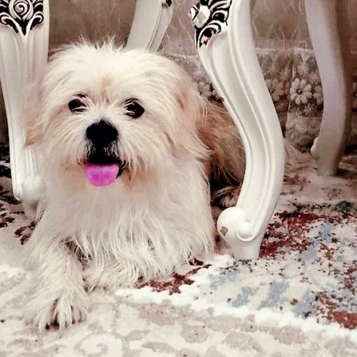 لطفا خریدار تماس بگیره تشکر