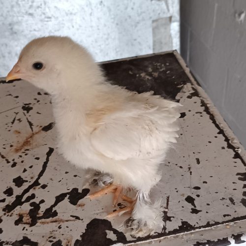 جوجه زینتی و عروس هلندی دستی گل باغالی و سینامون