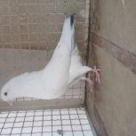 کبوترهوایی