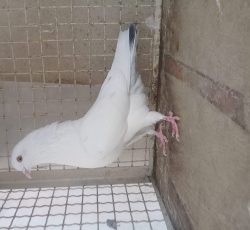 کبوترهوایی