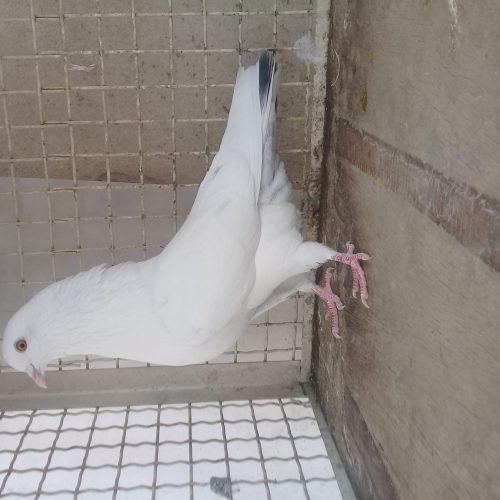 کبوترهوایی