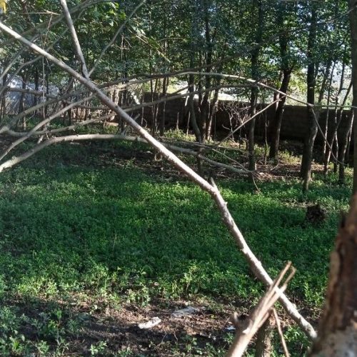 زمین 500 متری پلاک بندی شده