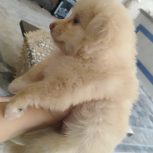 فروش سگ پامرین اشپیتز همراه با وسایل