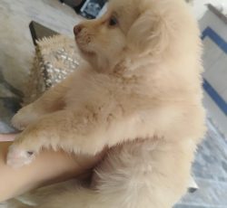 فروش سگ پامرین اشپیتز همراه با وسایل