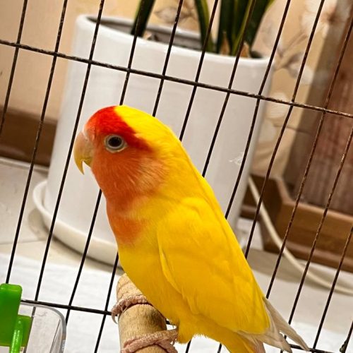 کوتوله برزیلی صورت هلویی