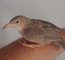 پرنده فوق دستی لیکو