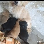 ب علت نداشتن مکان برای نگهداری و جا به جایی