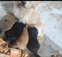 ب علت نداشتن مکان برای نگهداری و جا به جایی