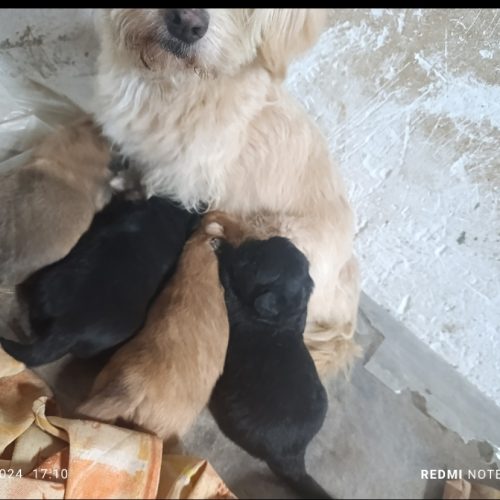 ب علت نداشتن مکان برای نگهداری و جا به جایی