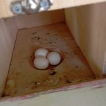 ۴ عدد طوطی برزیلی همراه تخم