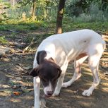 سگ شکار بلد