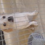 سگ پاکوتاه سوسیسی.