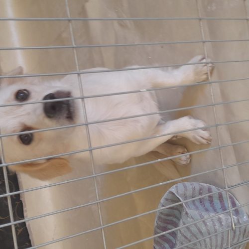 سگ پاکوتاه سوسیسی.