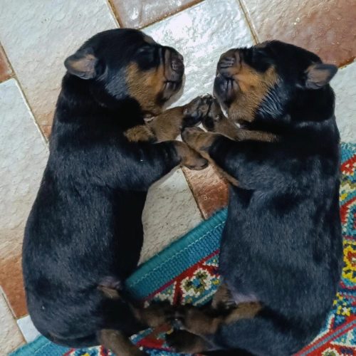 سگ روتوایلر