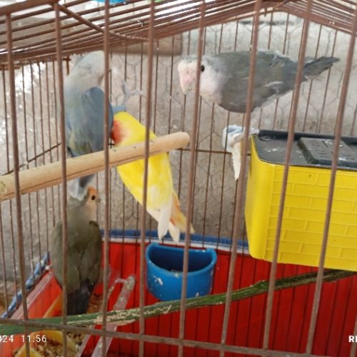 ۴ عدد طوطی برزیلی همراه تخم