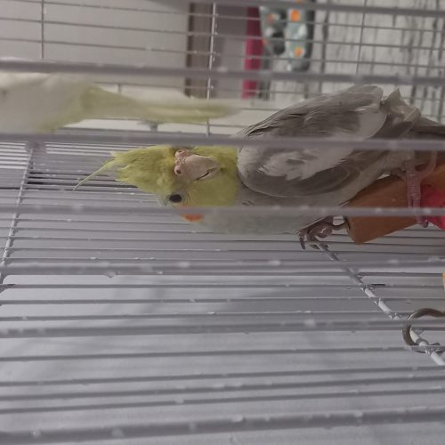 پرنده عروس هلندی