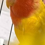 کوتوله برزیلی صورت هلویی