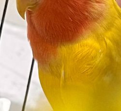 کوتوله برزیلی صورت هلویی