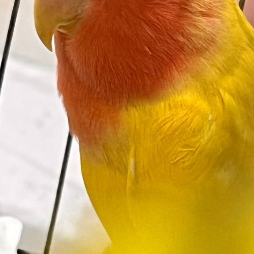 کوتوله برزیلی صورت هلویی