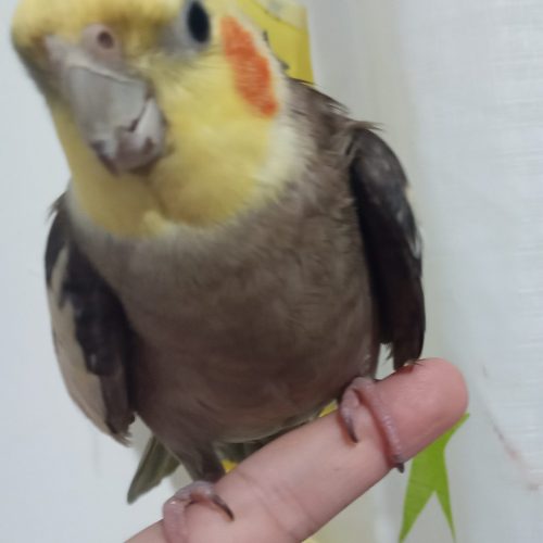 عروس هلندی نر سخنگو