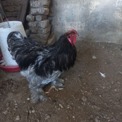 فروش لاری ،گلین لری ،برهما