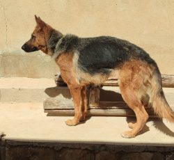 توله سگ ژرمن شپرد ماده زیر یک سال