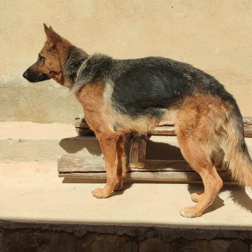 توله سگ ژرمن شپرد ماده زیر یک سال