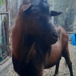 گوسفند نژاد آلپاین