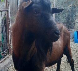 گوسفند نژاد آلپاین