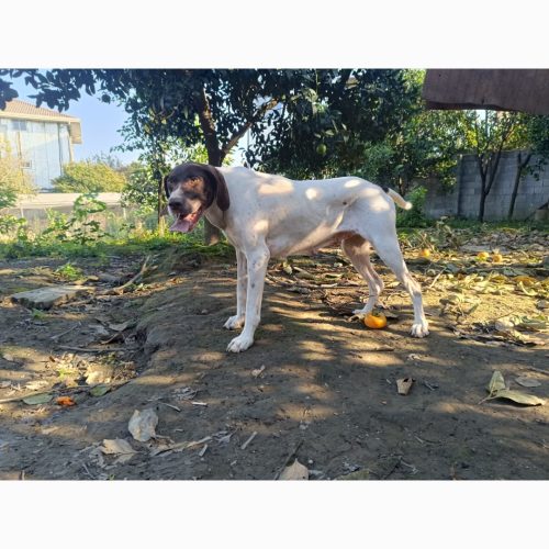 سگ شکار بلد