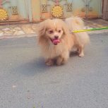 نژاد پکنیز اصل