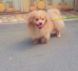 نژاد پکنیز اصل