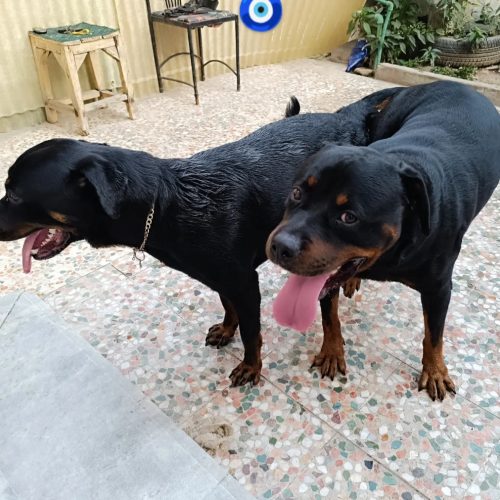 سگ روتوایلر